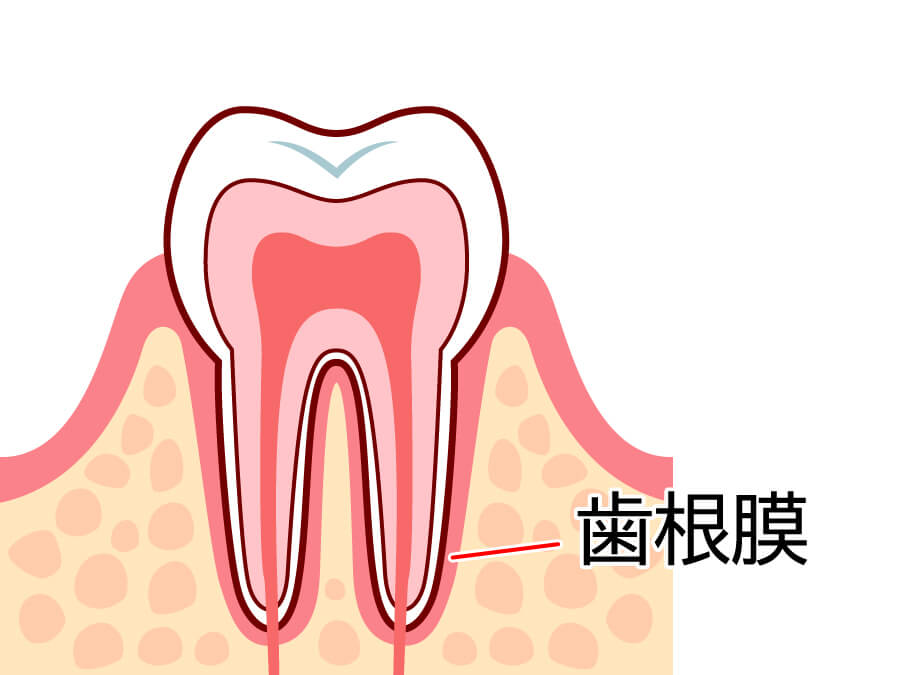 歯根膜